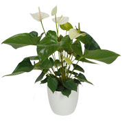 Antrio branco C17 + Cachep Branco